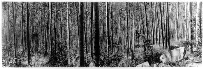 Forest Kachina